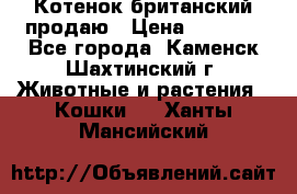 Котенок британский продаю › Цена ­ 3 000 - Все города, Каменск-Шахтинский г. Животные и растения » Кошки   . Ханты-Мансийский